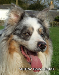 Astra Polar, Blue Merle and tan, Male border collie